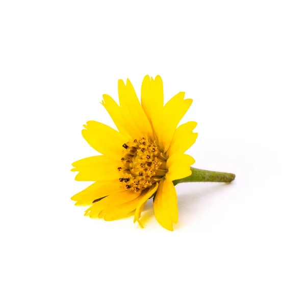 Цветной Желтый Цветок Изолирован Белом Фоне Цветущий Басом Апельсиновый Цветок — стоковое фото