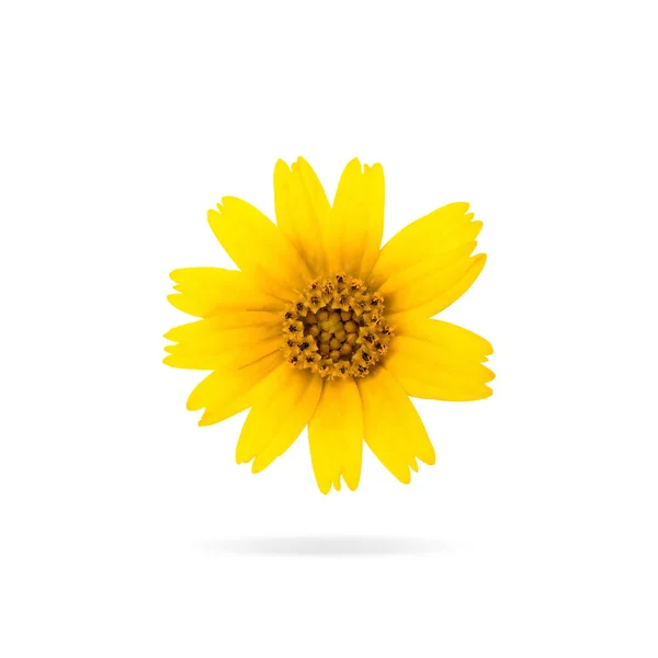 Цветной Желтый Цветок Изолирован Белом Фоне Цветущий Басом Апельсиновый Цветок — стоковое фото