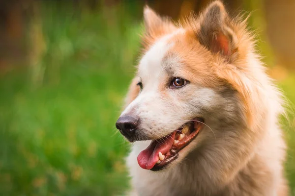 Beautiful Dog Nature Background Portrait Siberian Husky — Stock Photo, Image