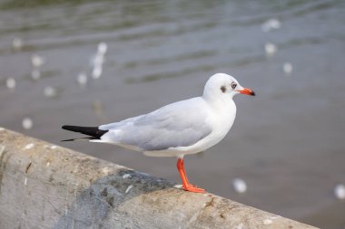 Beyaz martı, doğa arka planında, köprüde duruyor..