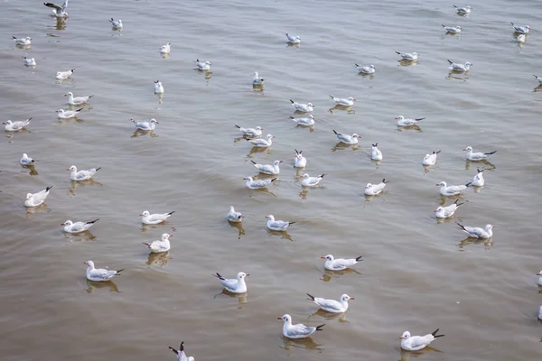 White Seagull Swimming Sea Background — Stock Photo, Image