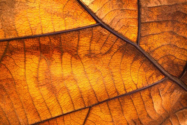 Textura da folha seca e fundo da natureza. Superfície das folhas castanhas — Fotografia de Stock