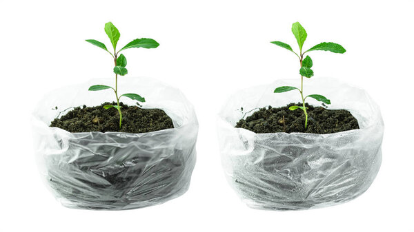 Trees growing by seedlings in plastic bag with water drops isolated on pure white background. Environment and plastic in Earth day concepts. ( Clipping path )