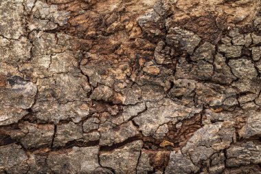 Sert ahşap veya ağaç kabuğu doku arka plan kaba yüzey ve doğal desen. Ahşap gövde ve doğa malzemesi Detayı.