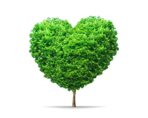 Green Leaf Tree Heart Shape Nature Isolated Pure White Background — Stock Photo, Image