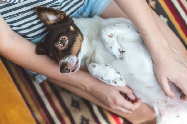 Metresi kollarında Sevimli mutlu komik köpek