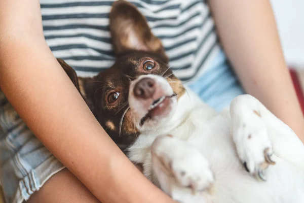 Bonito Cão Engraçado Feliz Nos Braços Sua Amante — Fotografia de Stock