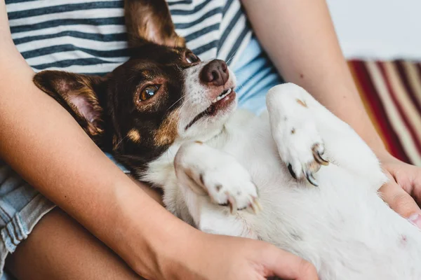 Metresi kollarında Sevimli mutlu komik köpek
