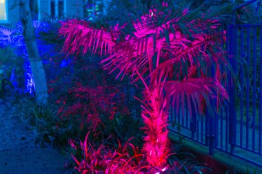 Palmiye ağaçları geceleri neon ışıkları ile parlıyor.