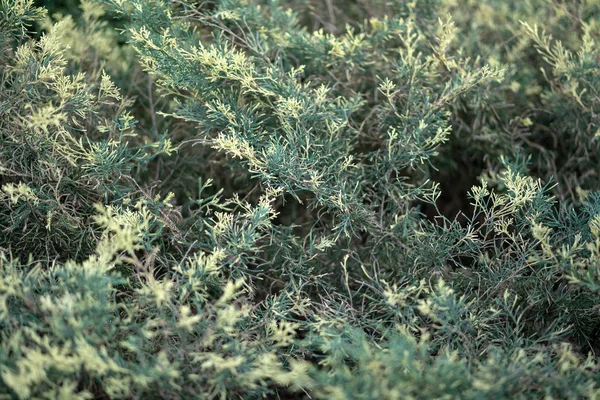 Plantas tropicales verdes en macizo de flores en la ciudad — Foto de Stock