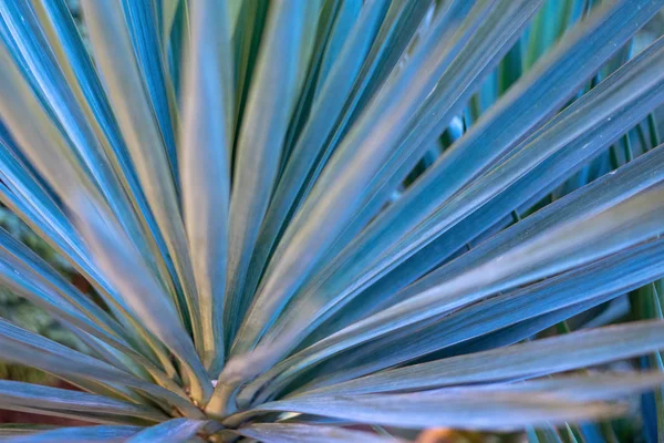 Şehirde flowerbed üzerinde yeşil tropikal bitki 
