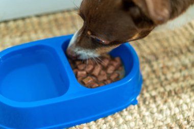 Aç Jack Russell Terrier evde besleniyor.