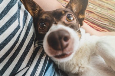 Metresi kollarında Sevimli mutlu komik köpek