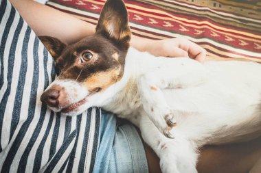 Metresi kollarında Sevimli mutlu komik köpek