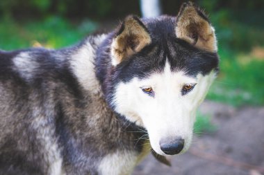 Husky doğurmak köpek kamera bakıyor