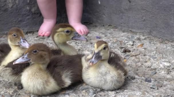 A duckling grooms itself next to tired ducklings sleeping in a pile on top of each other next to their mother — Stock Video