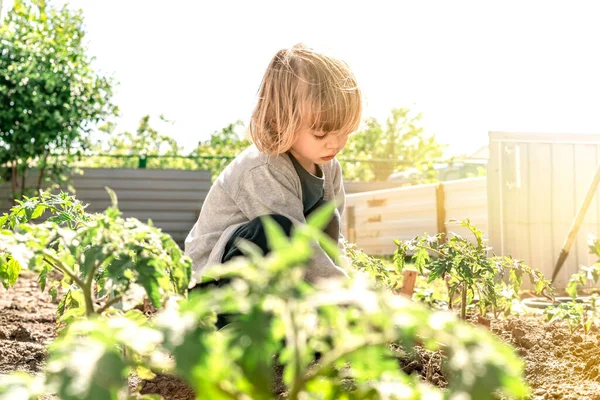 Ευτυχισμένο μικρό παιδί που βοηθά τους γονείς να καλλιεργήσουν σπορόφυτα τομάτας στον λαχανόκηπο και διασκεδάζει. — Φωτογραφία Αρχείου