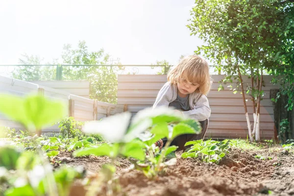 Adorable niño pequeño ayudando a los padres a cultivar verduras y divertirse . — Foto de Stock