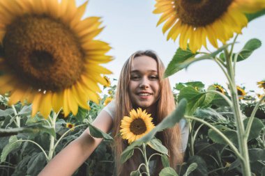 Genç ve güzel bir kadın Ayçiçeği tarlasında eğleniyor