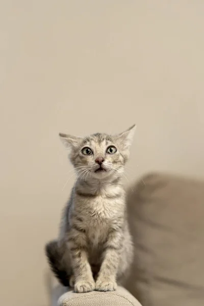 Söta små grå kattunge ögon sitter på soffan. — Stockfoto
