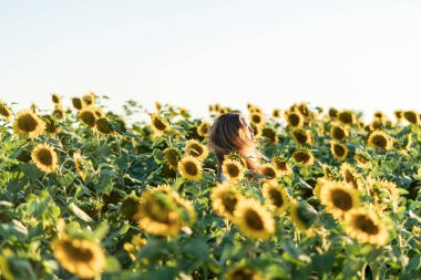 Güzel bir yaz gününde, ayçiçeği tarlasında güzel bir kadın..