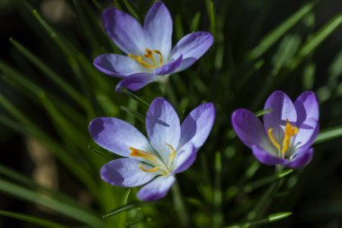 Bahçede güneşli bir günde bahar açan mavi çiğdem