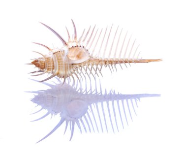 Beyaz bir arka plan üzerinde deniz yumuşakça güzel büyük kabuk