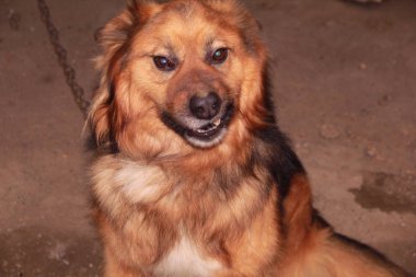 zincirde sırıtan büyük köpek