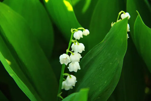 Lilies Valley June — Stock Photo, Image