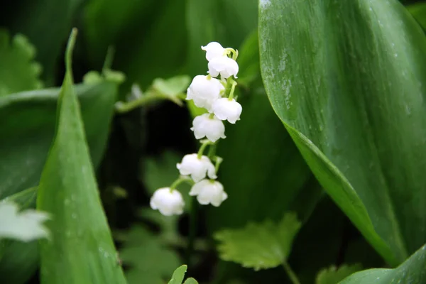 Lilies Valley June — Stock Photo, Image