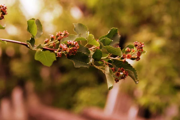 bahçede amelanchier dalı