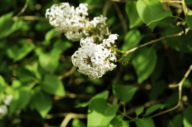 Parkta Lila çiçek açan