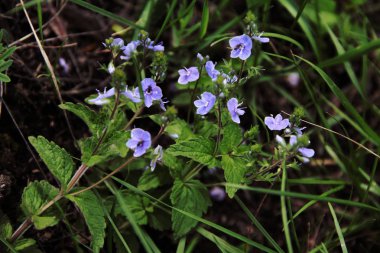 çim küçük mavi çiçek
