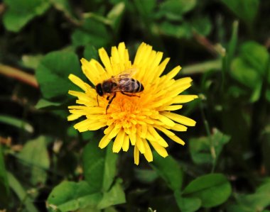 bir karahindiba üzerinde Bee-Worker