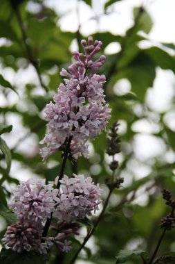 Parkta Lila çiçek açan