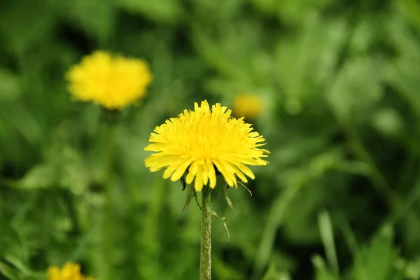 Mooie Gele Paardebloem Het Gras — Stockfoto