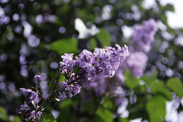 Florece Lila Parque — Foto de Stock