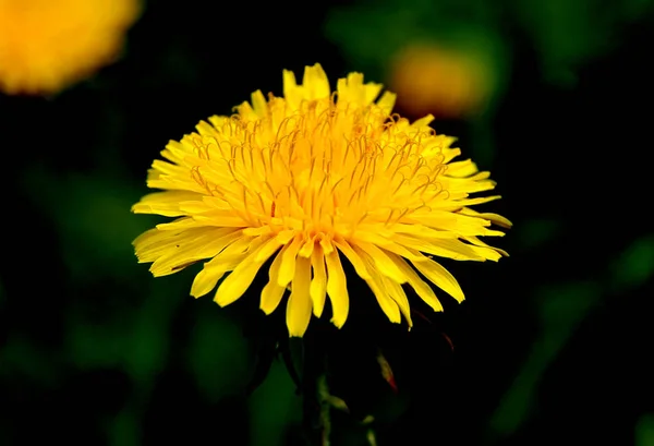 Mooie Gele Paardebloem Het Gras — Stockfoto