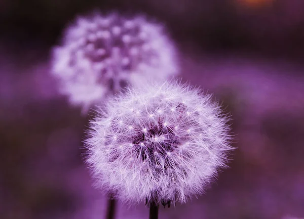 Witte Paardebloem Paarse Achtergrond — Stockfoto