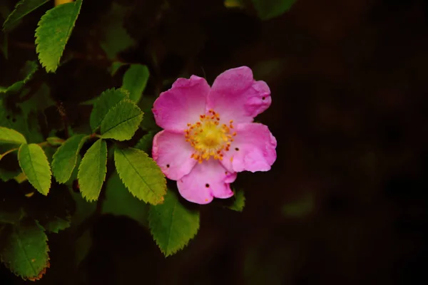 pembe çiçekler yaban gülü, Primrose