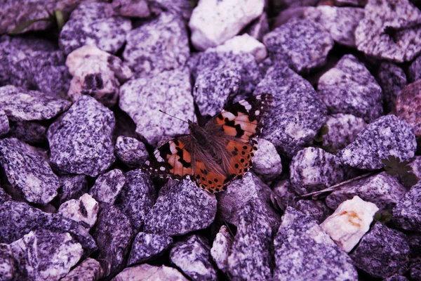 Велика Метелик Бузкових Каменях — стокове фото
