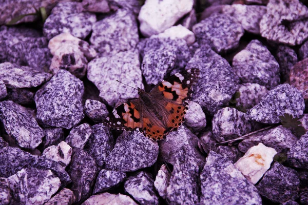 Big Butterfly Lilac Stones — Stock Photo, Image