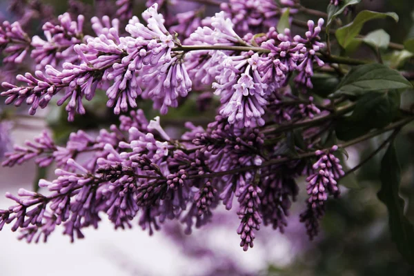 Lilac Blooms Park — Stock Photo, Image