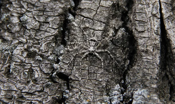 Spider Mimics Bark Tree — Stock Photo, Image