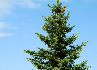 Park büyük mavi ladin