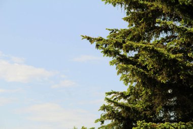 Gökyüzüne karşı Mavi Ladin dalları