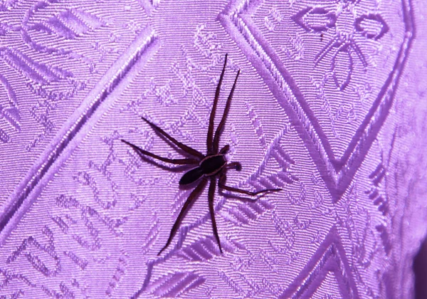 Büyük Uzun Bacaklar Ile Örümcek — Stok fotoğraf