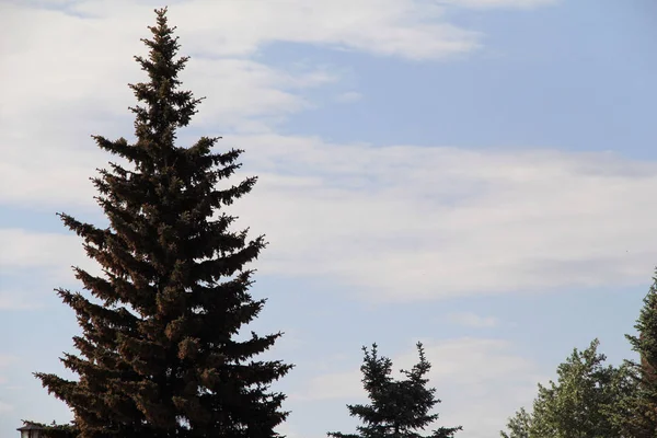 Park güzel mavi köknar ağaçları