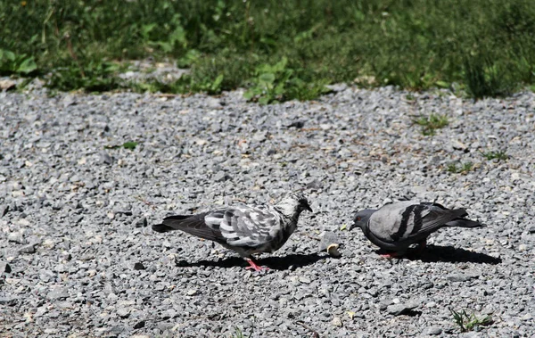 ekmek için savaş, Dove vs güvercin