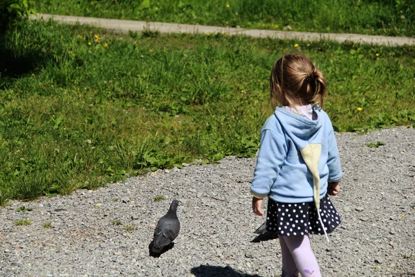 Parkta güvercin avcılık